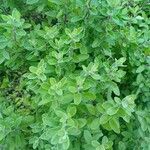 Origanum majorana برگ