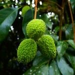 Litchi chinensis ഫലം