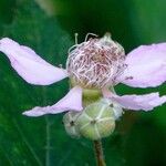 Rubus elegantispinosus ഫലം