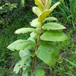 Psorospermum febrifugum Blatt