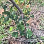 Commiphora baluensis Blatt