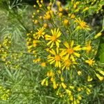 Senecio brasiliensis Flor