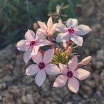 Otomeria oculata Flor