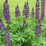 Lupinus polyphyllus Fleur