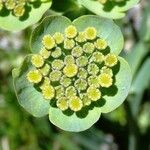 Bupleurum angulosum Квітка