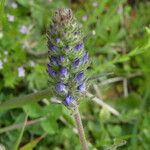Veronica teucrium Flower