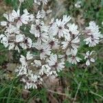 Silene italica Kwiat