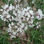 Silene italica Blüte