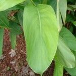 Alpinia galanga Лист