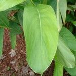 Alpinia galanga Folla