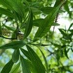 Salix viminalis Blad