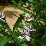 Justicia americana Blomma