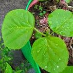 Cyamopsis tetragonoloba Leaf