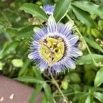 Passiflora edulis Кветка