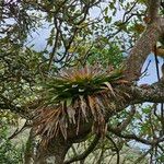 Tillandsia complanata पत्ता