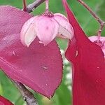 Euonymus grandiflorus Ffrwyth