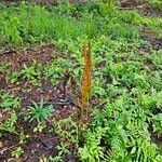 Osmundastrum cinnamomeum Habit