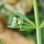 Galium spurium Habit