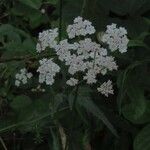 Torilis japonica Flor