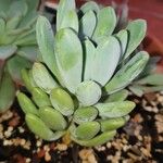 Pachyphytum bracteosum পাতা