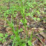 Carex intumescens Habitus