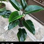 Philodendron davidsonii Yaprak