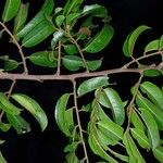 Pterocarpus soyauxii Levél