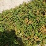Hypericum calycinum 葉