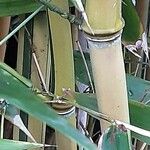 Phyllostachys aurea Bark