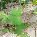 Geranium sibiricum List