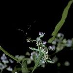 Carmichaelia australis Flor