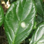 Viburnum suspensum Levél