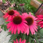 Echinacea purpureaKukka