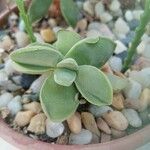 Crassula cotyledonis Hostoa