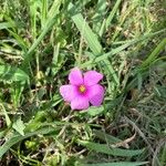 Oxalis hispidula Blomst