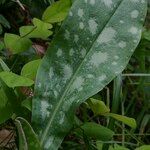 Cerinthe glabra Hoja