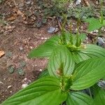 Spigelia anthelmia Leaf