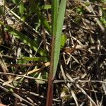 Eragrostis paniciformis Fuelha