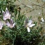 Lygodesmia grandiflora Flor