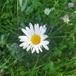 Leucanthemum ircutianumΛουλούδι