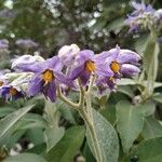 Solanum marginatum Flower