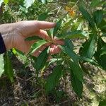 Hymenosporum flavum Leaf