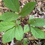 Panax quinquefolius Blad