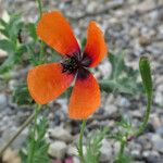 Papaver argemone Fula