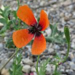 Papaver argemone Kukka