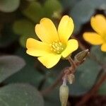 Oxalis corniculata Kvet
