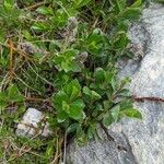 Salix breviserrata Libunga