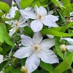 Clematis patensFlower