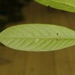 Guatteria punctata 葉