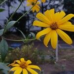 Helianthus tuberosusBloem